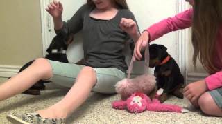 dainese puppies by familydobes 586 views 8 years ago 10 minutes, 49 seconds