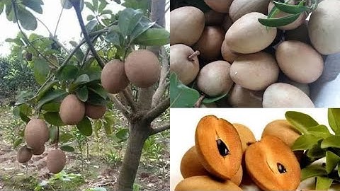 Hồng Xiêm Xoài Thái QX-1 Cây Đang Nhiều Trái Giá Rẻ || Cây Giống Việt