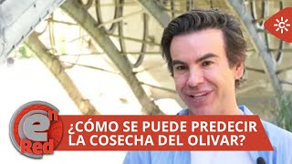 EnRed | Predecir la cosecha del olivar