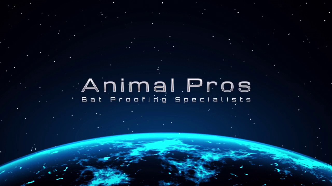 Lexington Bat Proofing | Bats In The Attic | Bat In a Home