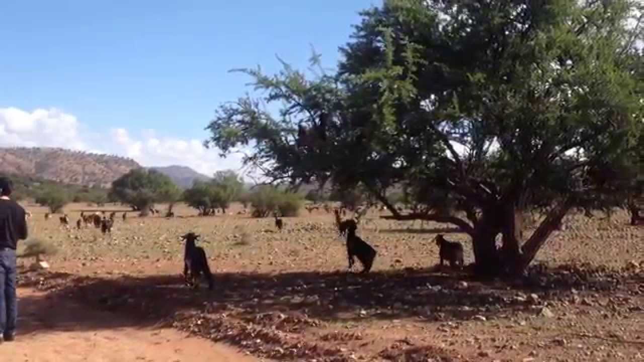 木登りヤギ 世界遺産 モロッコ エッサウィラ In Morocco Youtube