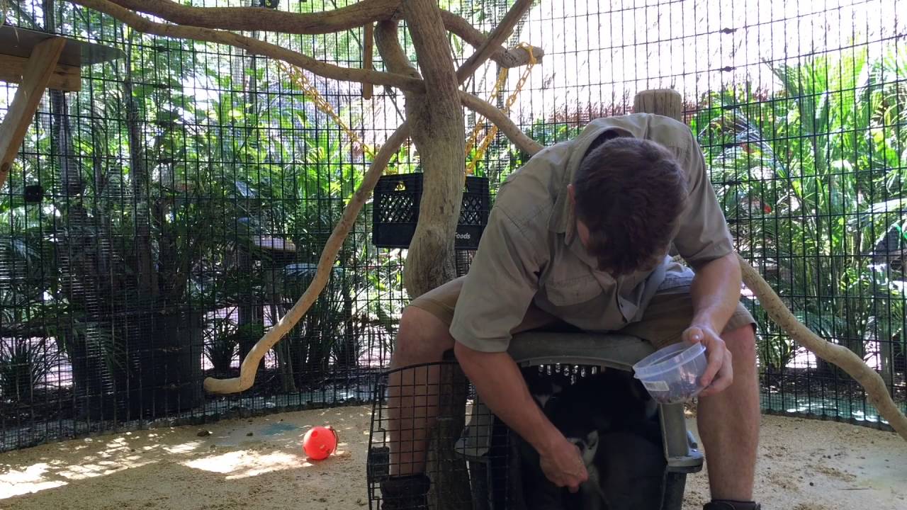 Training Lemurs!!! - YouTube