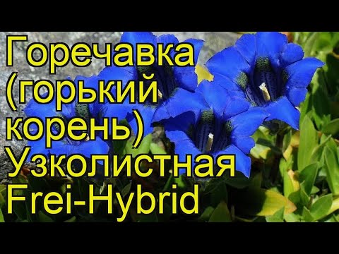 Горечавка узколистная Фрей-Гибрид. Краткий обзор, описание gentiana angustifolia Frei-Hybrid Горечавка узколистная Фрей-Гибрид. Краткий обзор, описание gentiana angustifolia Frei-Hybrid