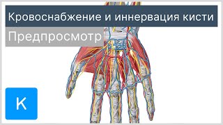 Кровоснабжение и иннервация кисти (предпросмотр) - Анатомия человека | Kenhub