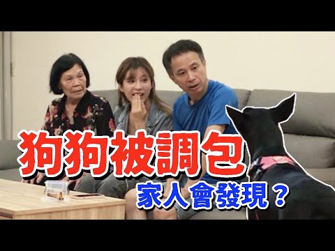 神複製！找同款黑狗狗偷偷調包！家人出乎意料的反應...｜技安