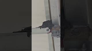 Barn Swallow nest 07.04.23