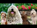 los perros más peludos del mundo.las razas más  peludas.