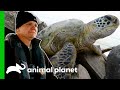 Over 300 Sea Turtles Saved From Hypothermia! | Lone Star Law