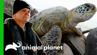 Over 300 Sea Turtles Saved From Hypothermia! | Lone Star Law Over 300 Sea Turtles Saved From Hypothermia! | Lone Star Law