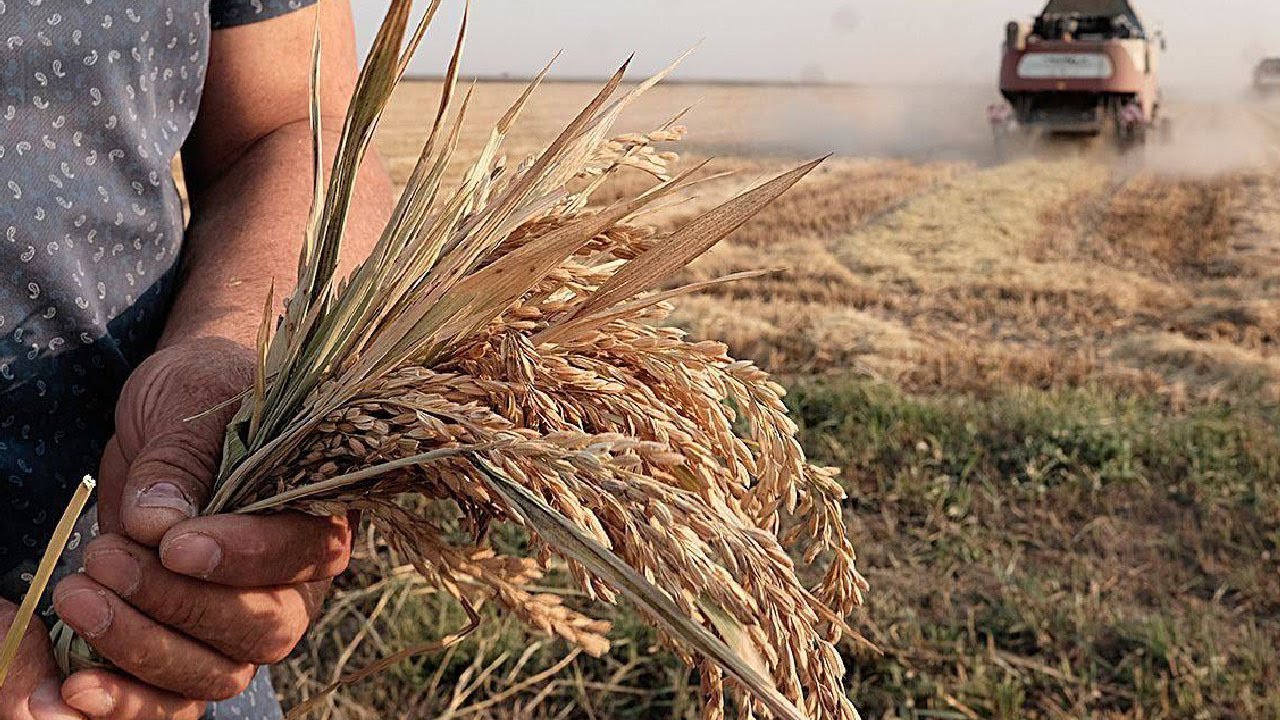 Затяжные ливни уничтожили всю пшеницу в Казахстане. Аграрии просят объявить ЧС