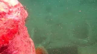 Descending Down Onto The USS Accokeek Wreck