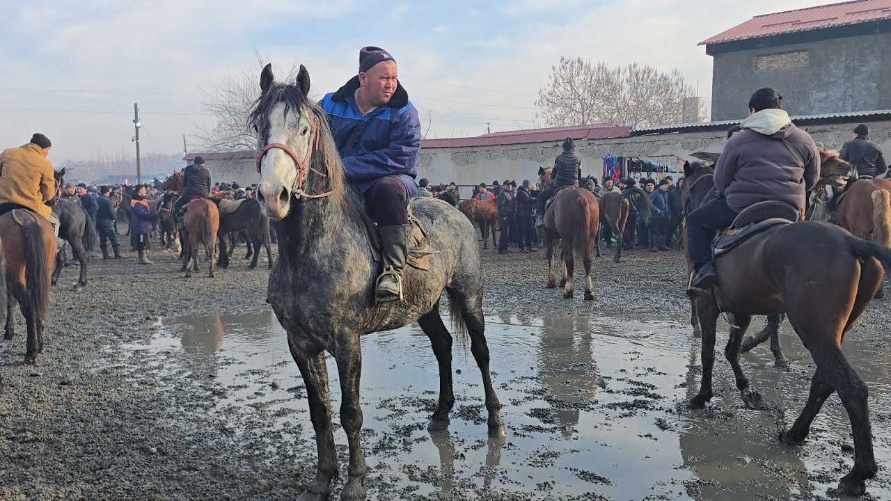 Shahrixon OT Bozori Zotdor DAXSHAT OTLAR CHIQI Ko'rib Mazza qiling 11.02.2026