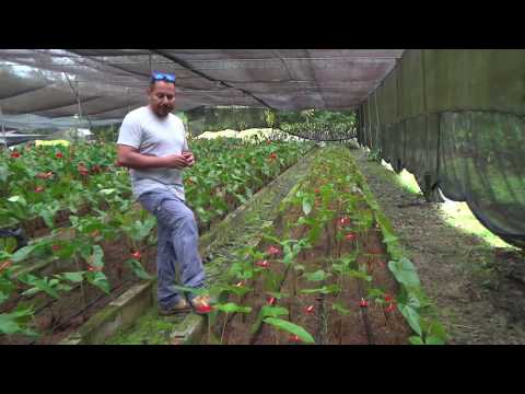 Video: Guía de poda de Anthurium - Aprenda a recortar una planta de Anthurium