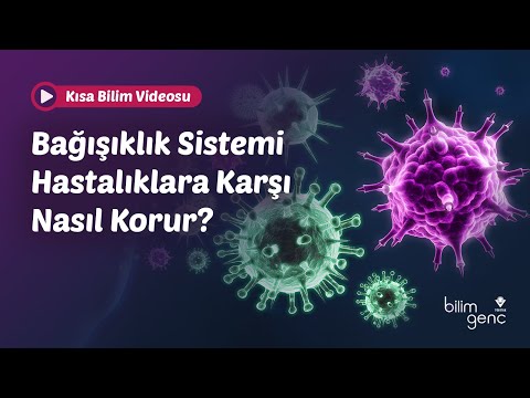 Bağışıklık Sistemi Hastalıklara Karşı Nasıl Korur?