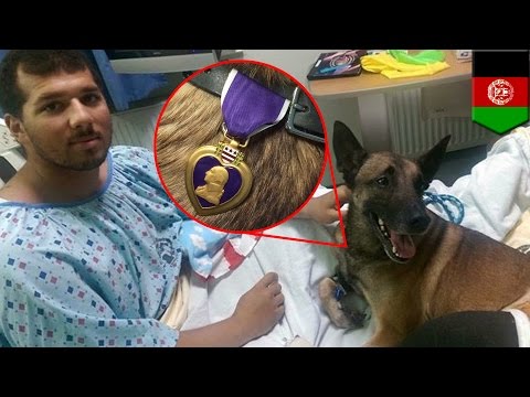 วีดีโอ: ทหารที่ได้รับบาดเจ็บและสุนัขทหารรวมตัวอีกครั้งหลังจากได้รับหัวใจสีม่วง