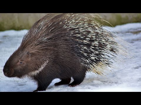 Video: Ce este un porc arici?
