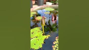 CON CHUỒN CHUỒN ĐẺ VÀO CHẬU XI MĂNG NUÔI CÁ TRÂN CHÂU TRẮNG KẾT HỢP TRỒNG HOA SÚNG VÀ ẤU THÁI