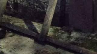 Tikus curut berantem 🐭