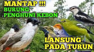 Kutilang ribut part 2 || kombinasi prenjak atas tarung kapasan kemiri sogon dan sirtu jantan betina