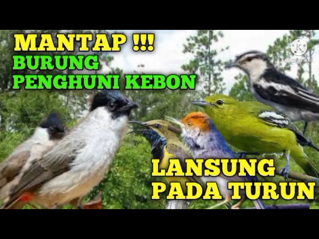 Kutilang ribut part 2 || kombinasi prenjak atas tarung kapasan kemiri sogon dan sirtu jantan betina class=