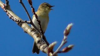 Пеночка-весничка. Весеннее пение. [Phylloscopus trochilus]