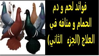 فوائد لحم و دم الحمام و منافه في العلاج (الجزء الثاني)