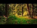 music for relaxing and stress relief,relaxing music 30 minutes nature,30 min relaxing piano music