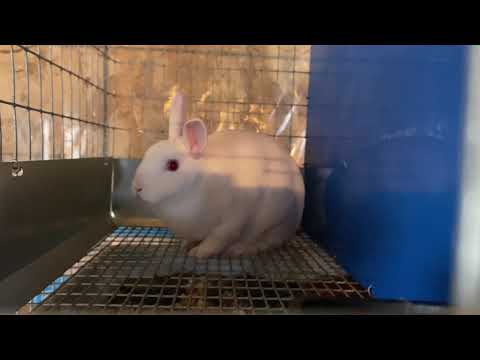 Fireside Rabbitry -
