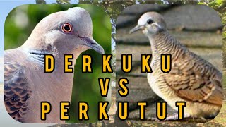 Suara Burung Derkuku VS Perkutut Yang Handal Untuk Pikat