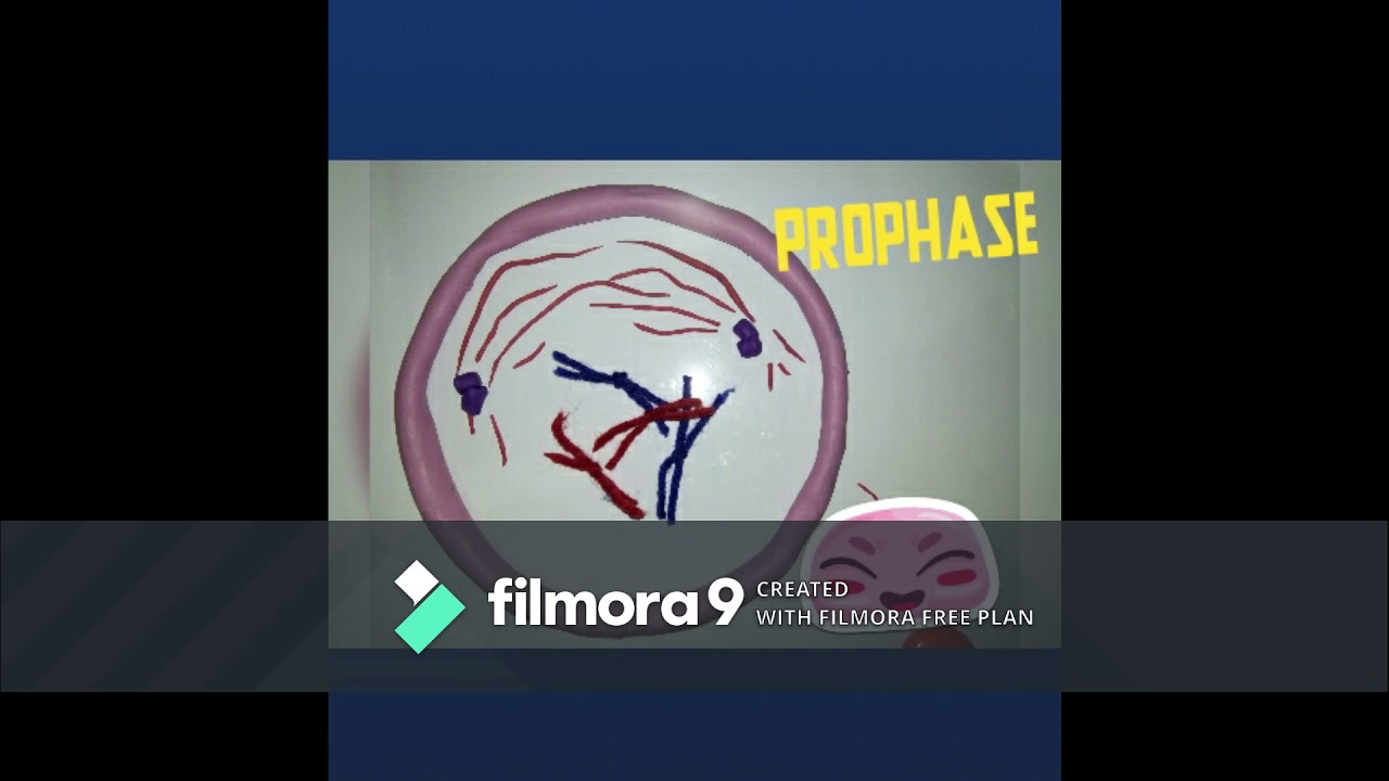 Mitosis stop motion - YouTube