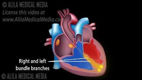 Cardiac Conduction System and Understanding ECG, Animation