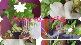 After effects of BANANA fertilizer on my JASMINE plant 371എൻറെ മുല്ല പൂവിട്ടേ