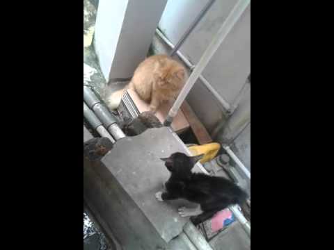 Tatapan kucing anggora terhadap kucing kampung 😁😀😊