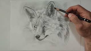 Karakalem Tilki Çizimi - Drawing Fox