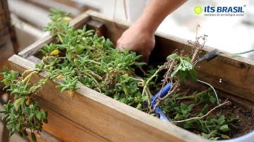 IoT - Irrigação automatizada