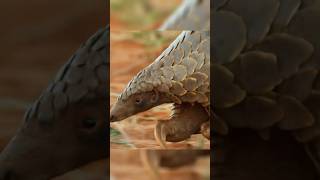 Earth's ONLY Scaly Mammal & Most Trafficked Animal!