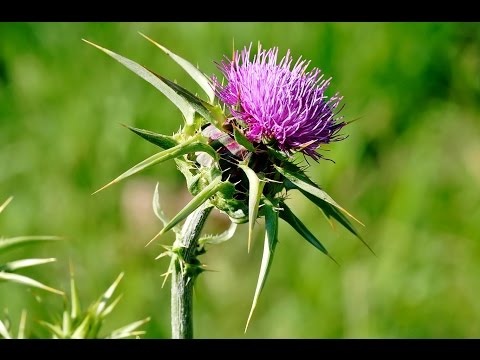 Videó: Hogyan Lehet Betakarítani A Gyógynövényeket