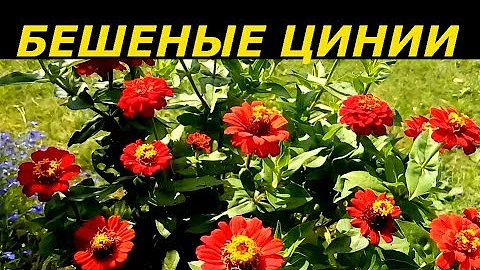 БЕШЕНЫЕ ЦИНИИ ВЫРАСТИТЬ ПРОСТО ! СУПЕР СПОСОБ !