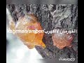 الكهرمان الكهرب AMBER KAHRMAN 