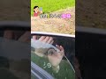 クマ!クマ!クマ!#shorts