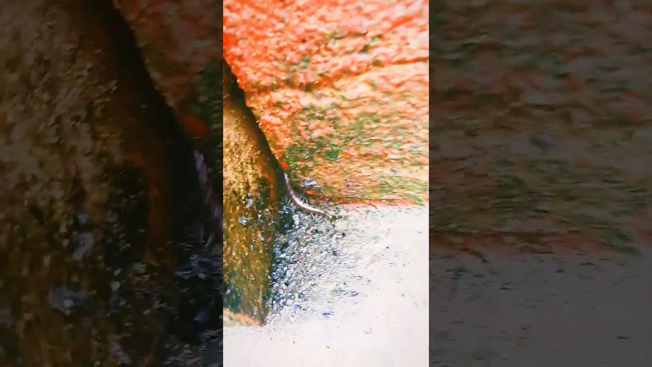 The centipede running to hide 