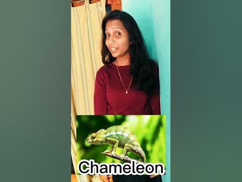 How to pronounce 'Chameleon'? - YouTube