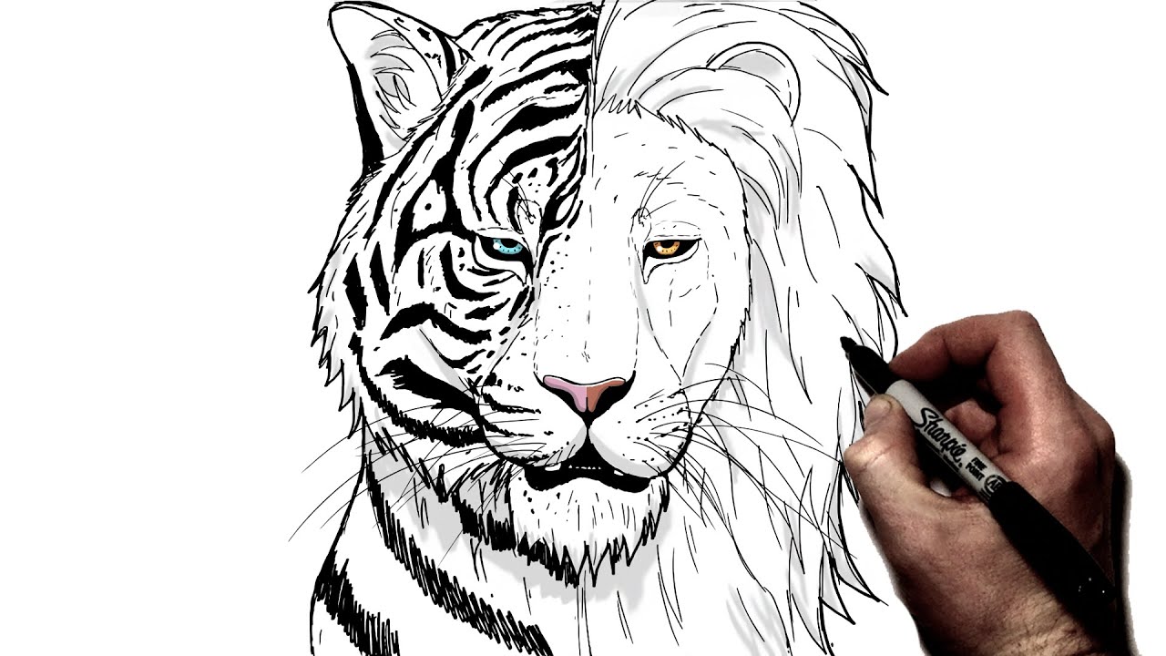 How To Draw A Tiger/Lion | Step By Step - YouTube