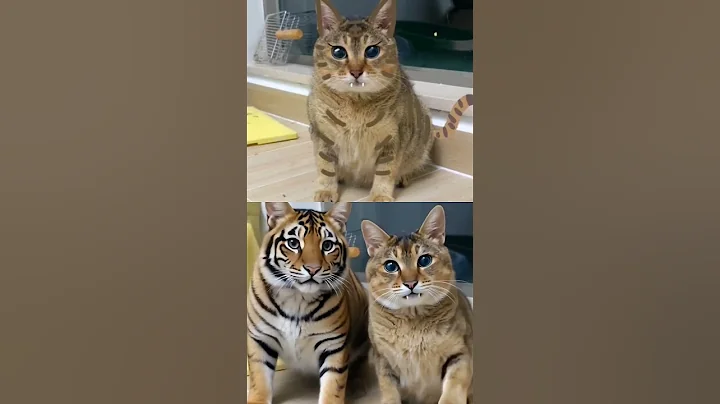 Video 10117121: cats kucing pet, rescue kitten, compilation funny kitten