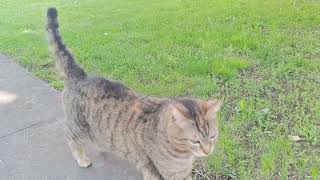 Tishka the Street Cat Said Hi (Live) 🐈🎥😻 by Exciting Cats 2 views 3 hours ago 1 minute, 15 seconds