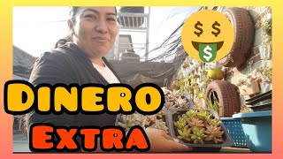 Cómo hacer para vender mis plantas desde casa, DINERO EXTRA con mi suculentas