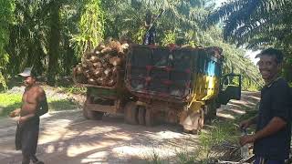 Truck load palm from scissor lift tractor