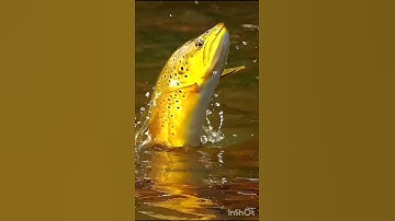 Golden fish😱🐠🐠# face #facing # Golden fish#shorts#shorts reels# trending shorts