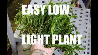 Java Fern -The BEST beginner plant Java Fern -The BEST beginner plant