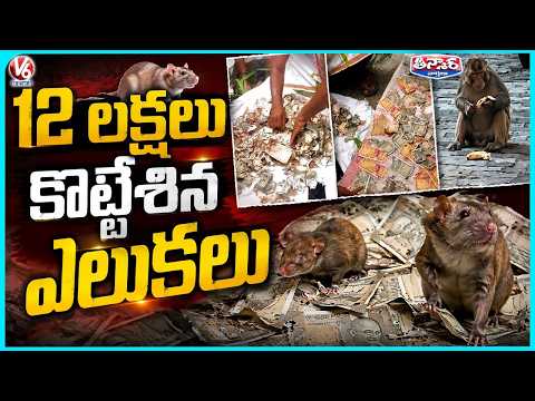 UP Woman Loses ₹12 Lakh Savings After Rats Destroy Cash Kept for Years | V6 Teenmaar - V6NEWSTELUGU
